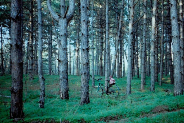 wining photo Olga Lavrushko International Forest Photograph Contest